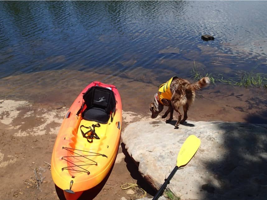 kayak dog