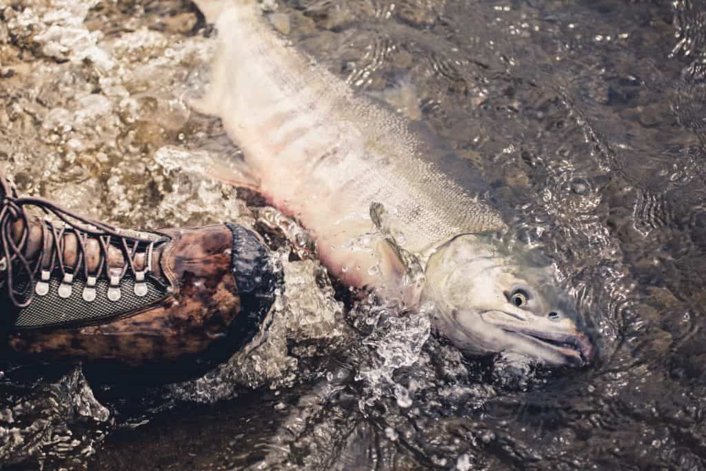 man standing with fishing boots nect to dead fish