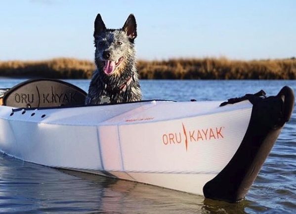 Oru Kayak with dog